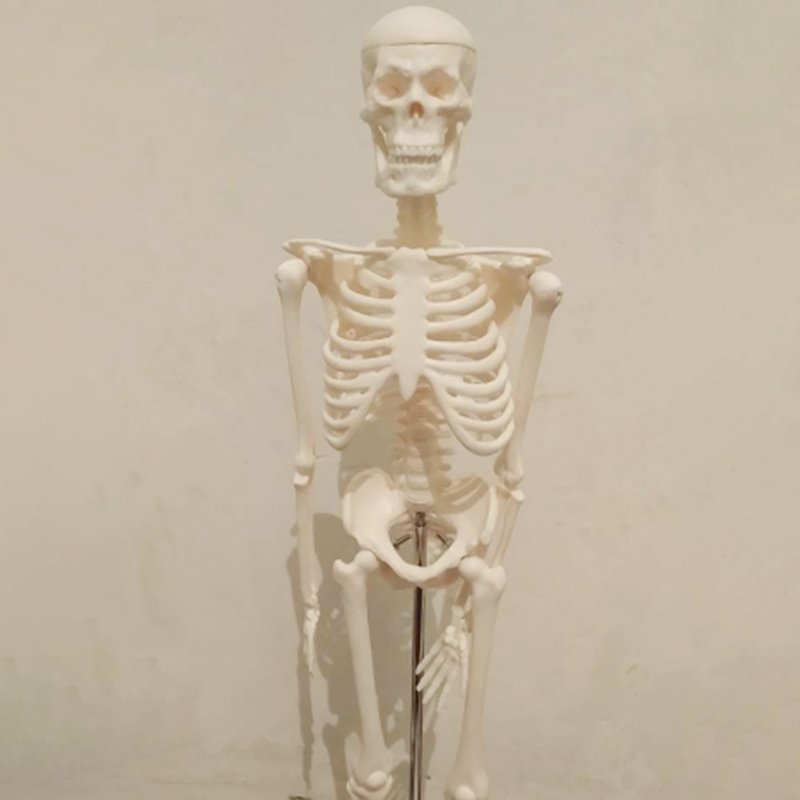 45 Cm Menselijk Anatomie Anatomisch Skelet Model Medische Poster Medische Leren Aid Anatomie Menselijk Skelet Model