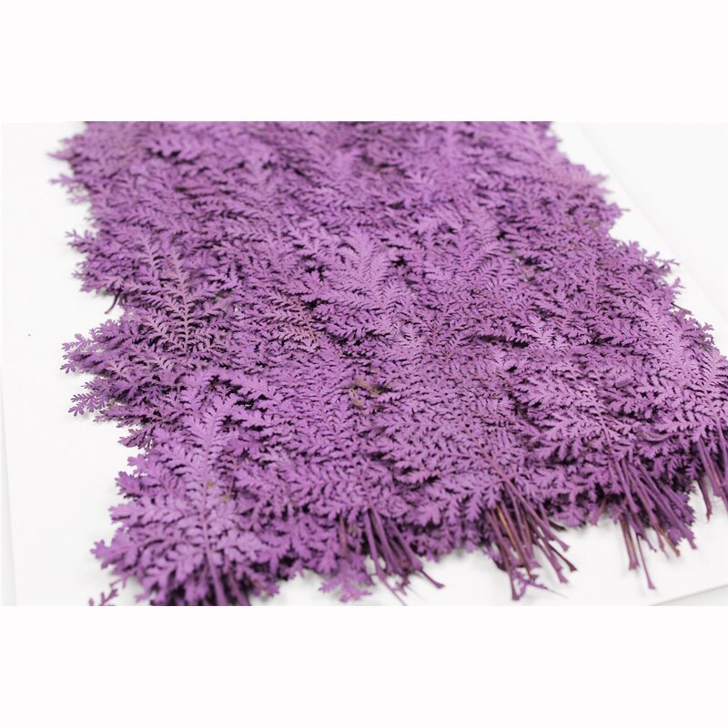 Hojas secas naturales, materiales de relleno decorativos artesanales, flores prensadas secas reales, surtido de hojas prensadas, molde artístico de resina, 12 Uds.: FA04