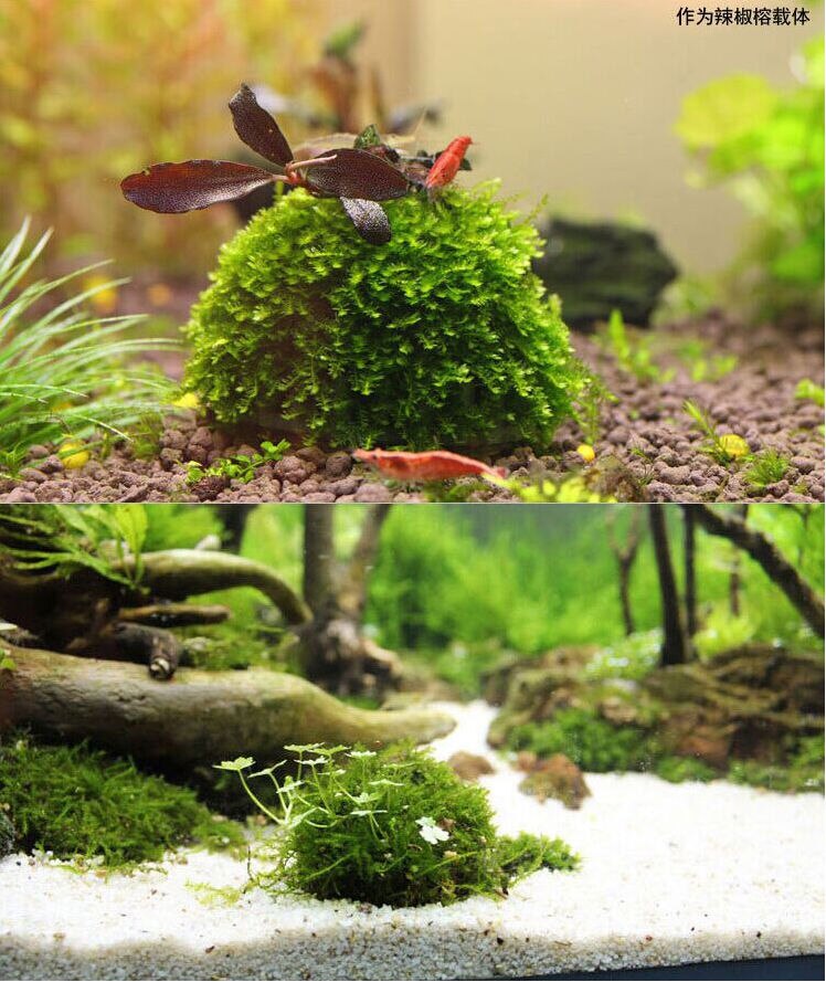 Nyeste 5cm akvarie akvarium medier mos kugle levende plante filter filtrering nyeste indretning