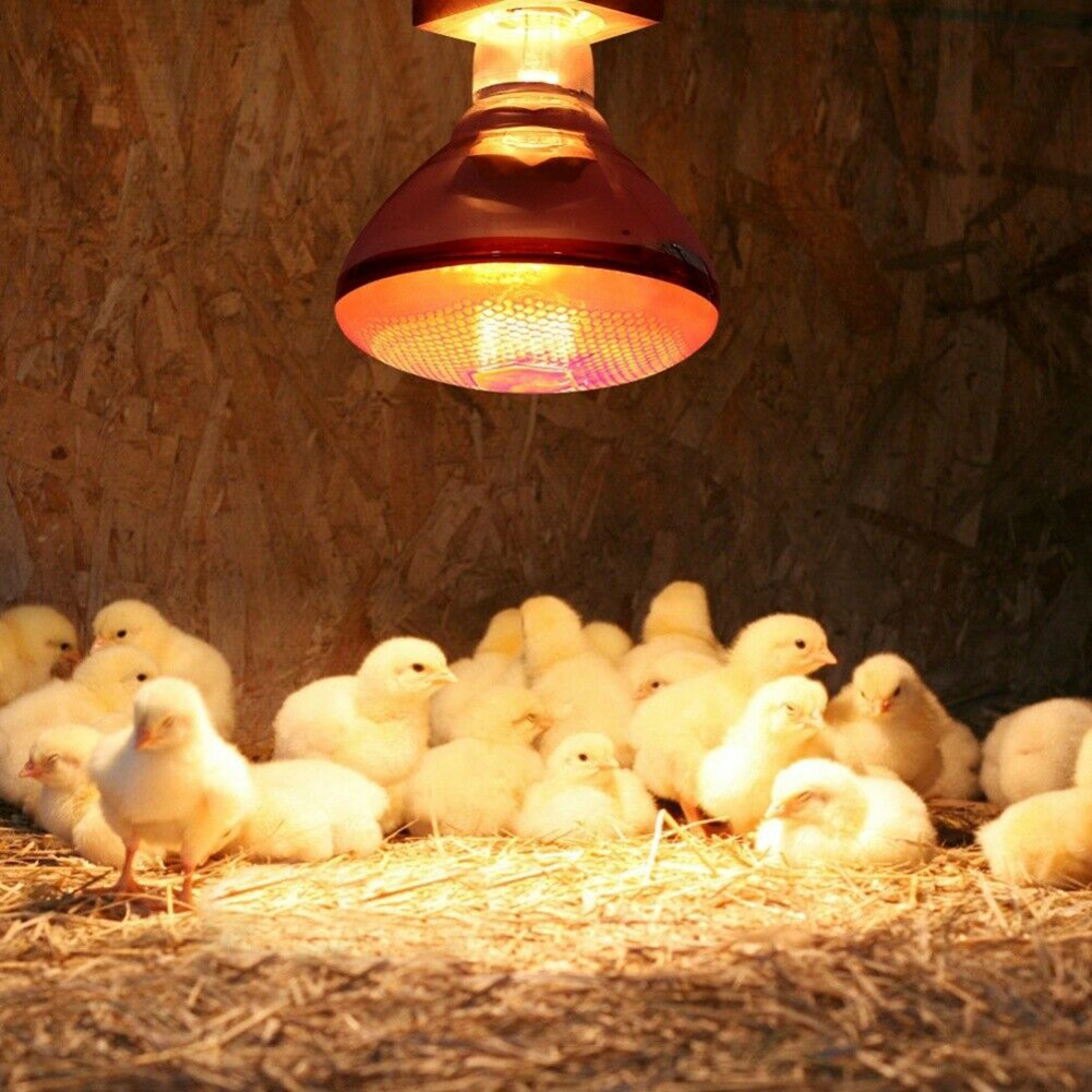 240-V-Infrarot-Wärmelampe, wasserdicht, explosionssicher, verdickte Glühbirnen für Ferkel, Hühner, Vögel, E27, kleine Wärmelampe, 110–245 W