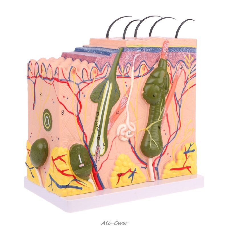 Menselijke Huid Model Blok Vergroot Plastic Anatomie Anatomisch Onderwijs Tool Vergroot Anatomisch Model