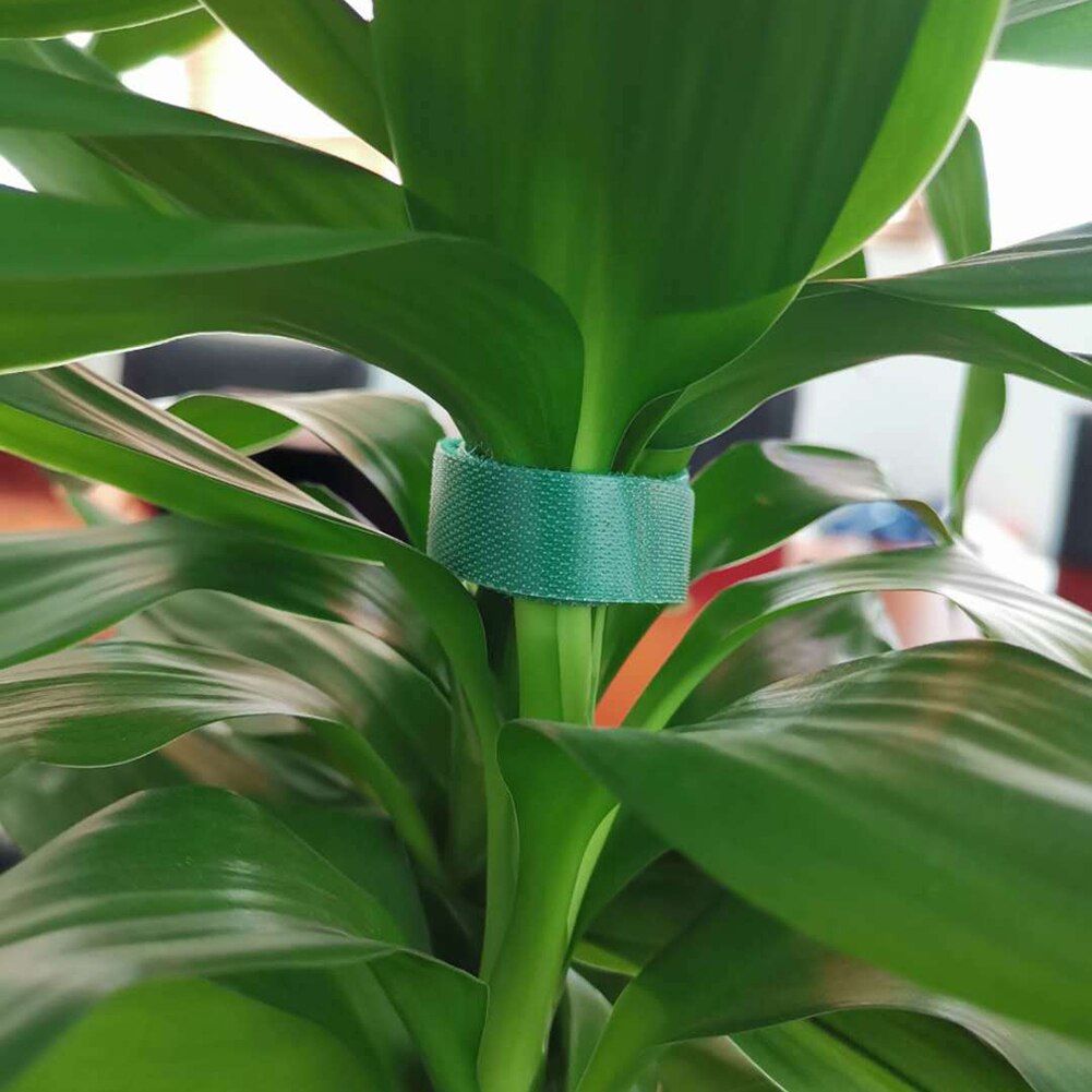 Fascette per piante 15mm x 5 metri verde-Velcro legante per piante adesivo e giardino tien lants cavo fiore cetriolo uva Rattan titolare