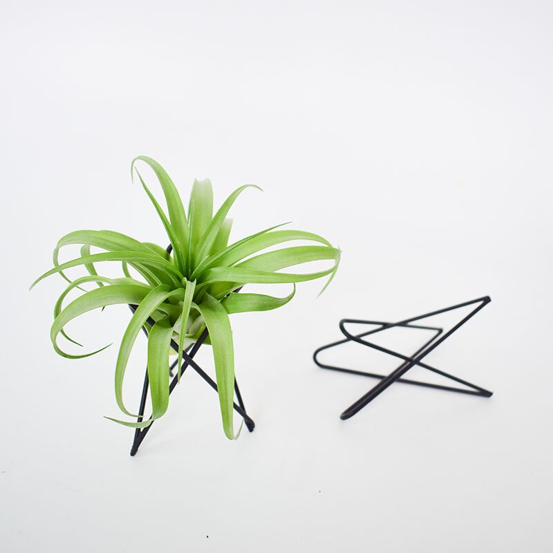 Zwart Wit Geometrische Tillandsia Air Plant Houder Desktop Planten Stand Beugel Nordic Stijl Metalen Rek Home Office Decoratie