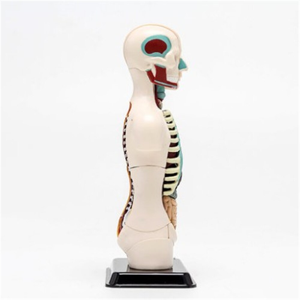 3D Mine Kind Wetenschap Speelgoed Menselijk Anatomie model Human torso Model Assemblage Viscerale Anatomisch Model