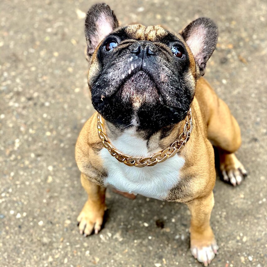 Huisdier Ketting Dikke Gouden Ketting Vergulde Plastic Verstelbare Halsband Voor Medium Grote Honden Bulldog Training Huisdieren Accessoires
