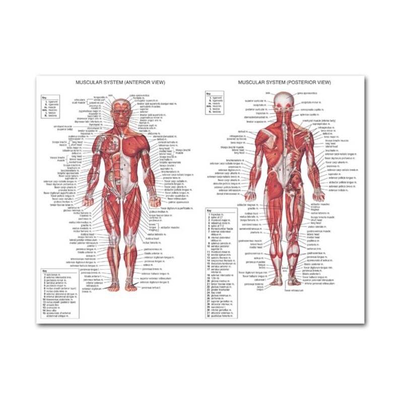 Muscular &amp; Skeletal System Anatomical Poster Set - Human Skeleton &amp; Muscle Anatomy - Single Sided19&quot; x 27&quot;