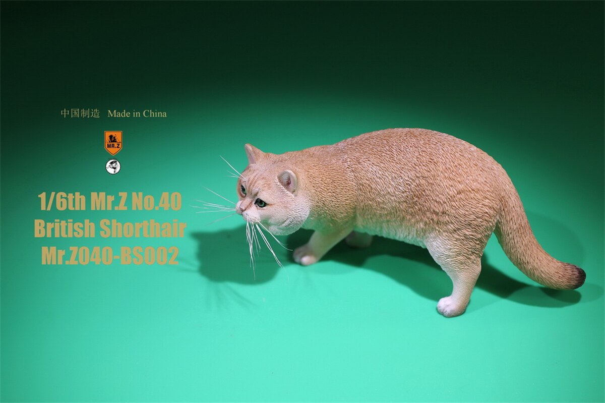 Mr.Z Studio 1:6 British Shorthair Cat Figure Cute Pet Animal Model Collector Toys Gfit Simulation Home Decoration Unisex: 002