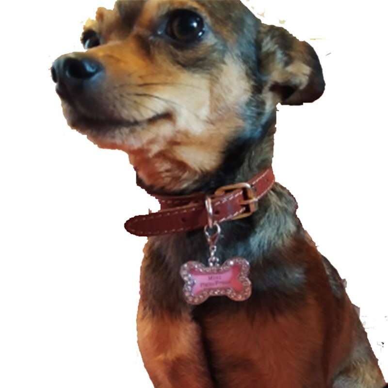 Kæledyrs-id-mærke til kat og hvalp mini anti-tabt knogleformet hund fotonavn adressebog adressemærker til hunde kæledyrshalsbånd etiket vedhæng