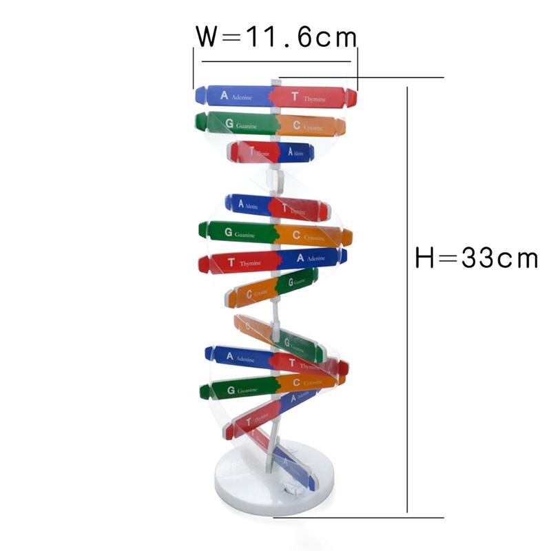 Diy dna dobbelt helix model biologisk videnskab eksperiment værktøj menneskelige gener læringsværktøj til skolekontor