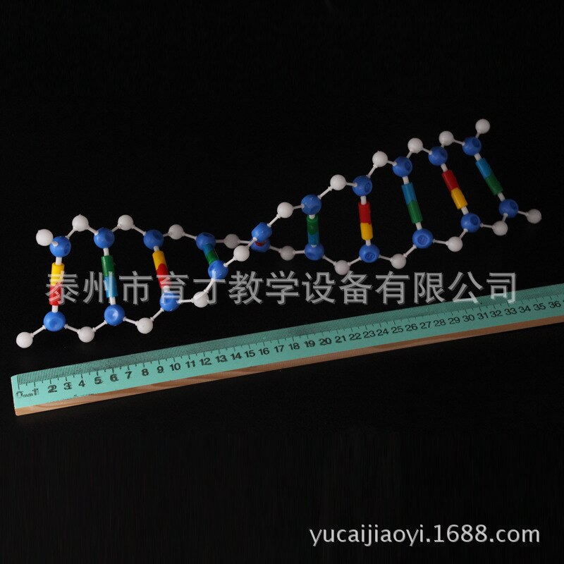 DNA Double Helix Structure Model Component Deoxyribonucleic Acid Genetics Teaching Aids
