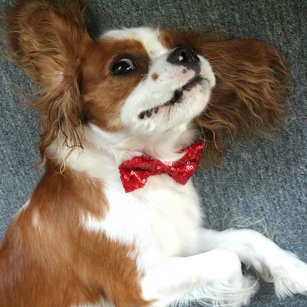 Lazos ajustables de lentejuelas brillantes para perro, gato y cachorro, lazos de aseo, accesorios para perros, suministros para mascotas, 60 uds.