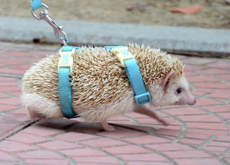 Adjustable hedgehog Harness for Training Playing traction rope