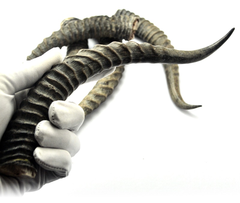 Naturalne rogi antylopowe wystrój poroża zrobić rękojeść noża materiał