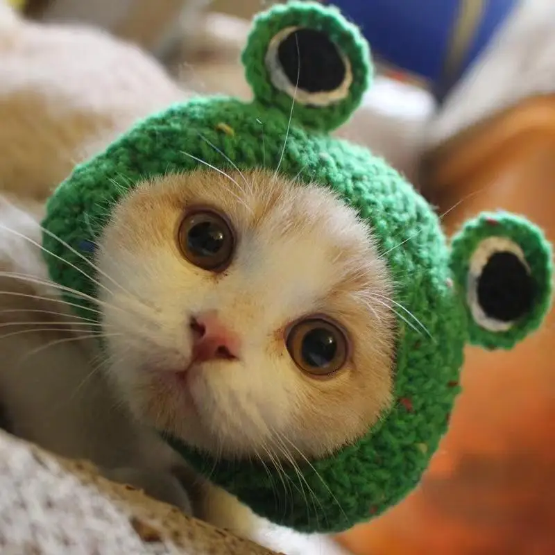 Gorro de punto elástico para gato, accesorio refinado para mascota, cachorro, gatitos, , sesión de fotos, decoración, Otoño e Invierno