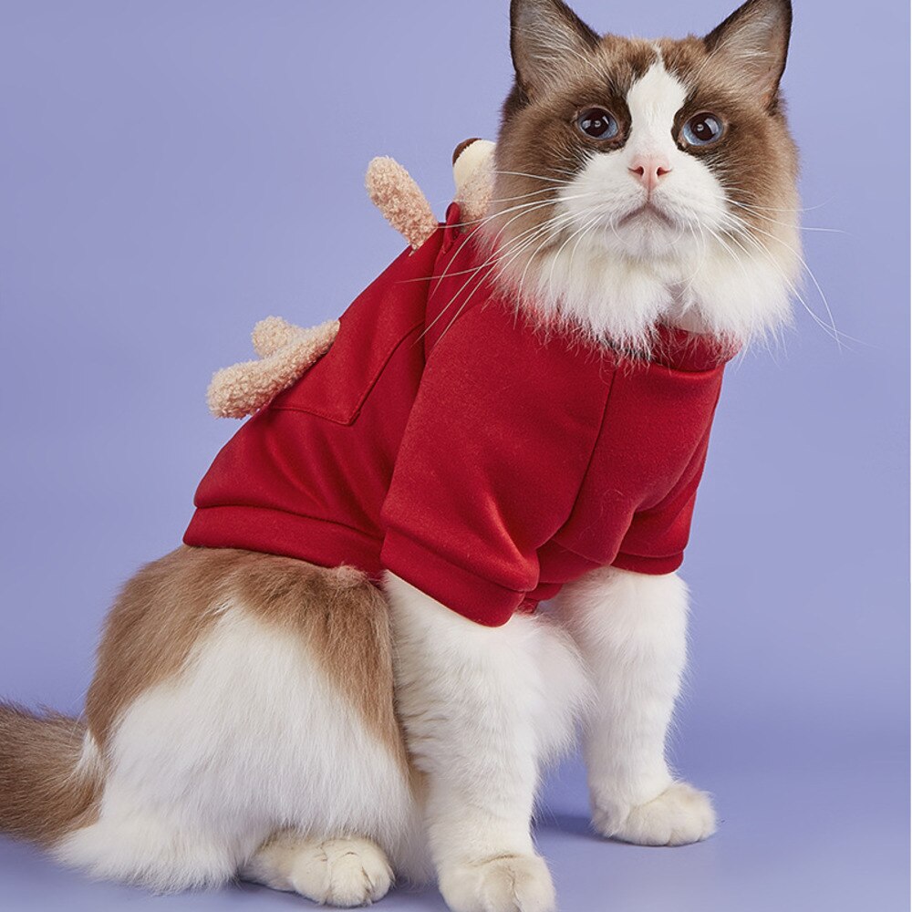 Pull pour petit chien, ours en peluche, en velours, vêtements pour animaux de compagnie, automne et hiver