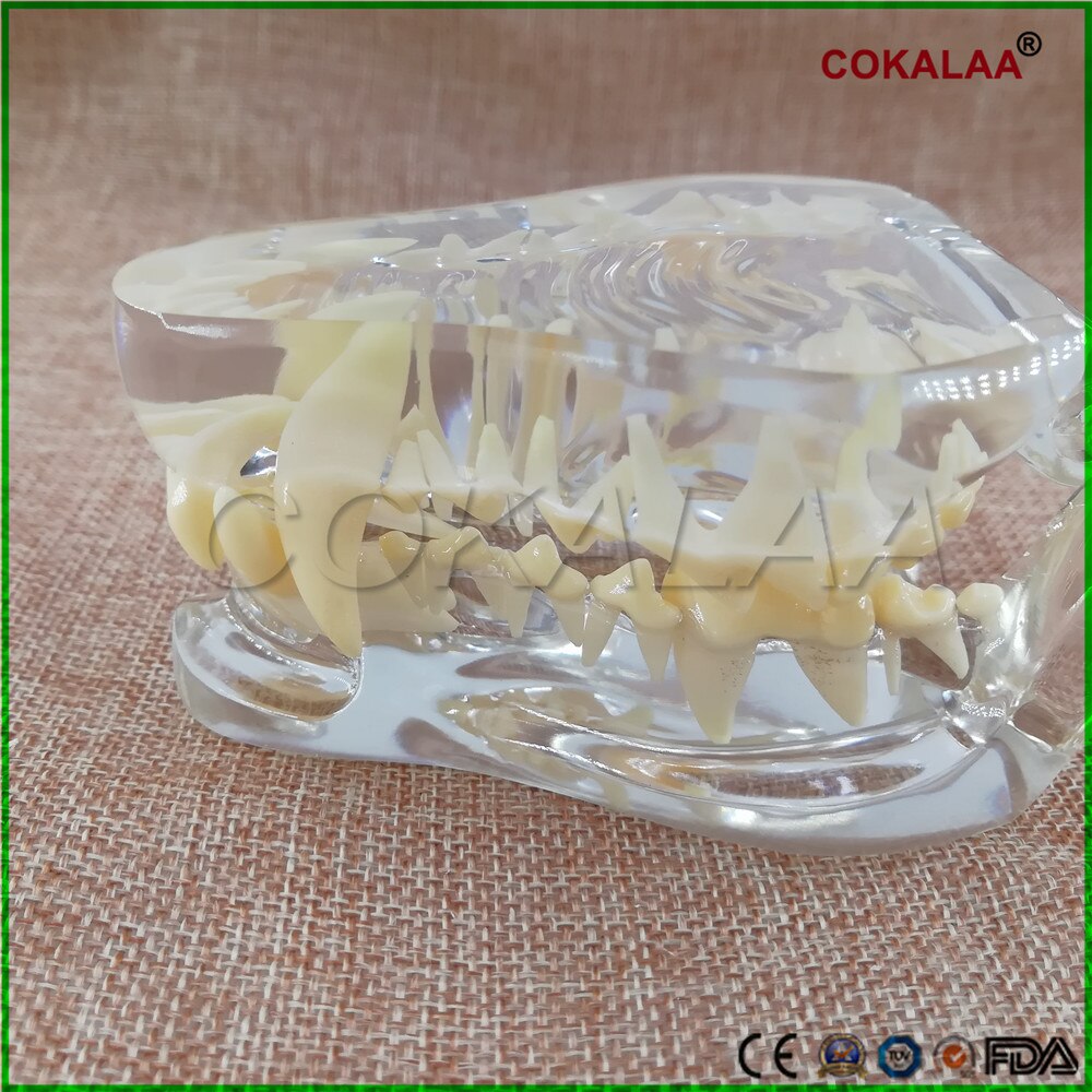 1 pcs Teaching Dental Teeth Model dog Model Catamount dog's teeth dog Dentition Model