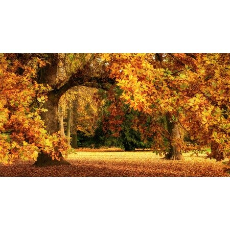 Höst 3 -dimensionell tapet 288505617