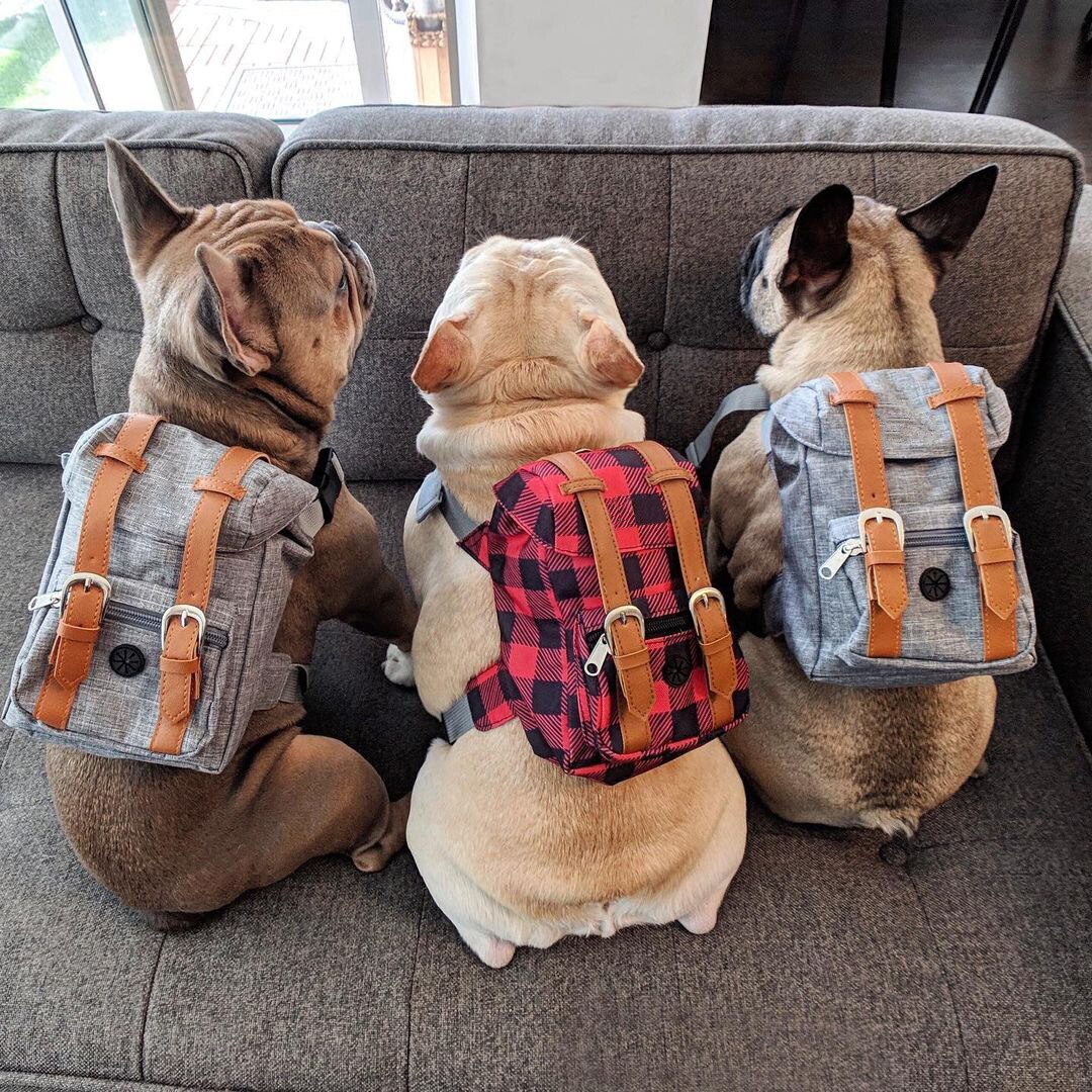 Mochila de viaje para Perros Bulldog, bolsa de transporte de estilo británico para perros pequeños, a la , accesorios para perros