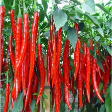 50 Pcs Chilean Pepper