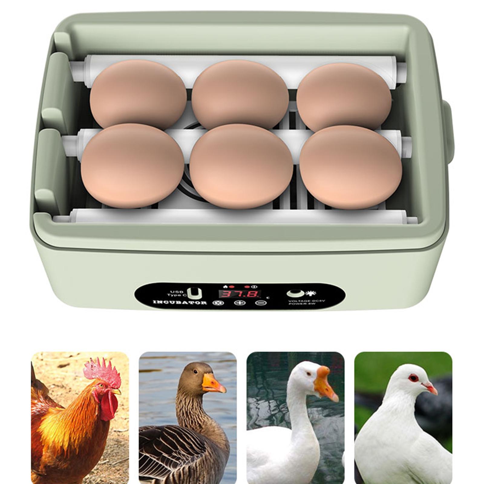 Mini incubadora Digital de 6 huevos para aves de corral, Control de temperatura, Candler de huevos para aves, Ganso, pollo, pato, codorniz, suministros: Verde