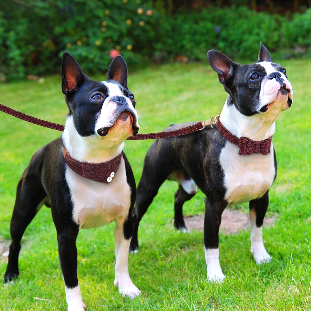 Hundhalsband bandana koppel set hundar katt bowknot läderhalsband bandana scraf med gående koppel husdjur tillbehör