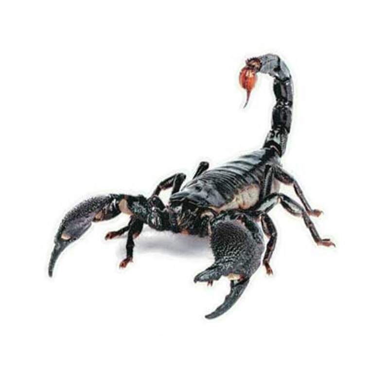 3d pvc bil klistermærke firben skorpion edderkop karosserivindue klistermærke 16 x 18cm tb: Skorpion