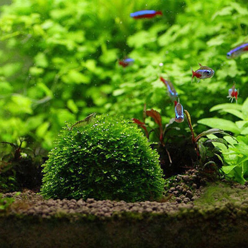 Natuurlijke Minerale Aquatic Moss Bal Voor Aquarium Crystal Red Garnalen Fish Tank