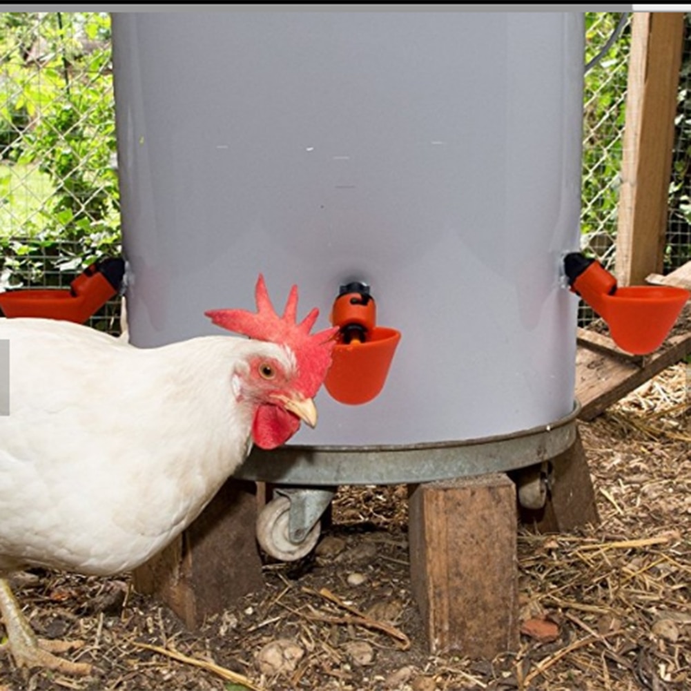 Chicken Hanging Cup Drinking Fountains Birds Water... Grandado