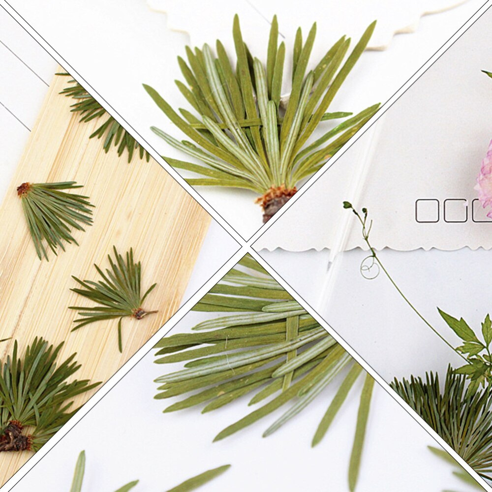 24Pcs Mooie Natuurlijke Groene Plant Sample Dennennaalden Bladeren Diy Ambachten Handgemaakte Accessoires Voor Hetel Telefoon Case Home