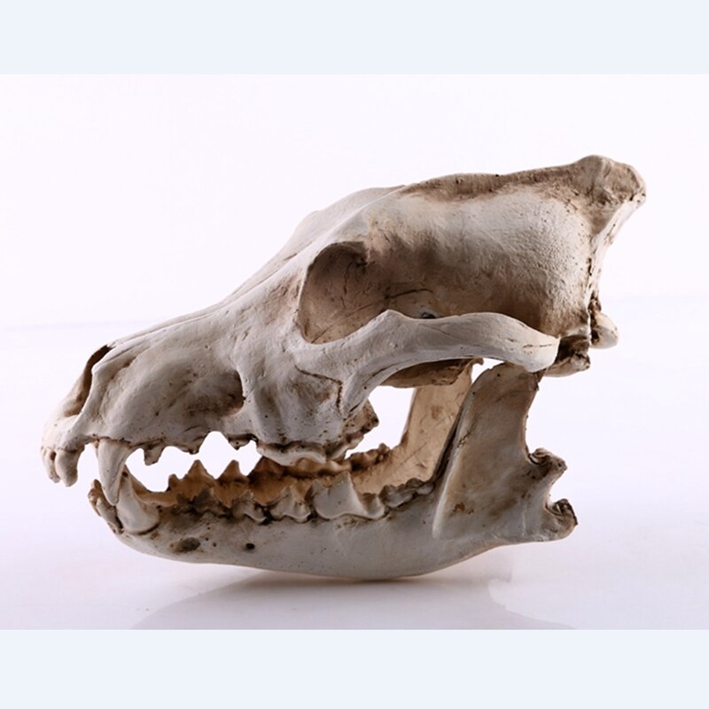 Wolf Schädel Skulptur Modell Wolf Hund Skelett Harz Simulation Ebene Schädel Modell Zu Hause Büro Bar Statue Dekor Handwerk Ornament