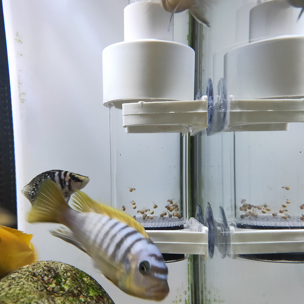 Incubateur de cichlides pour Aquarium, couveuse d&#39;œufs de poisson au lieu de l&#39;éclosion