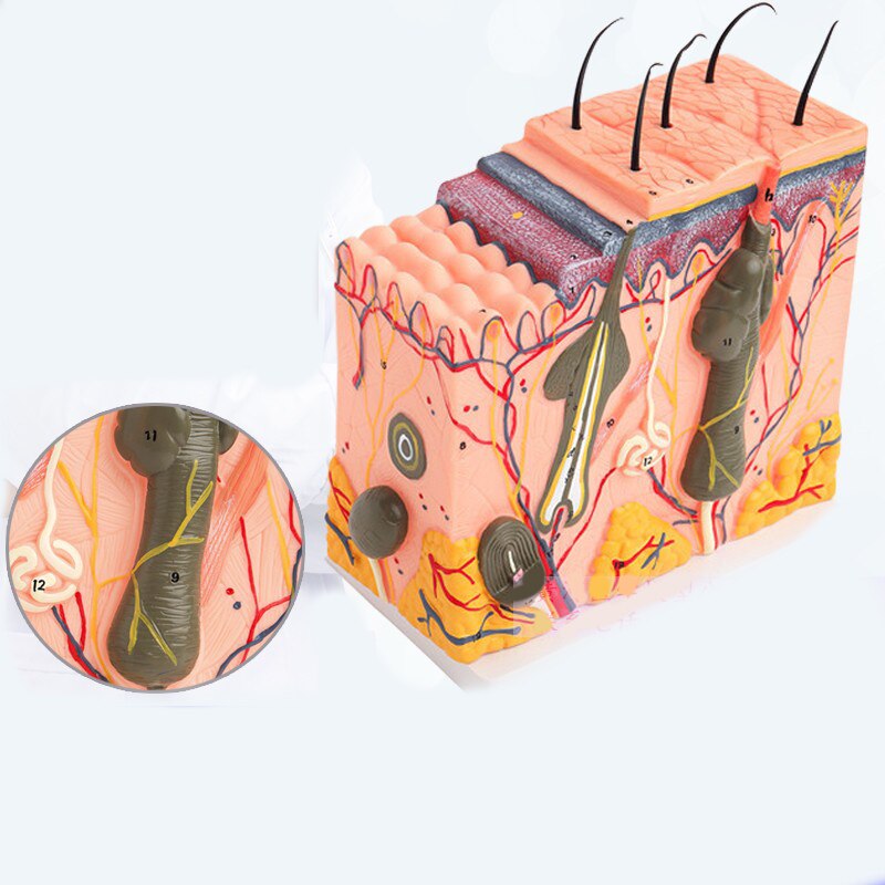 Estructura de la piel y el cabello humano, agrandar el modelo, estructura de la capa de la piel, modelo, anatomía de la estructura de la piel, Ayuda de entrenamiento cosmético