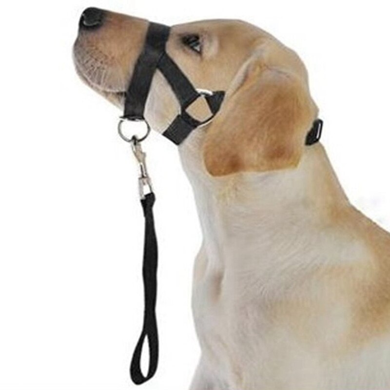 Hund kæledyr hund polstret hovedkrave blid grime snor leder stop med at trække træningsmundkurve værktøjer