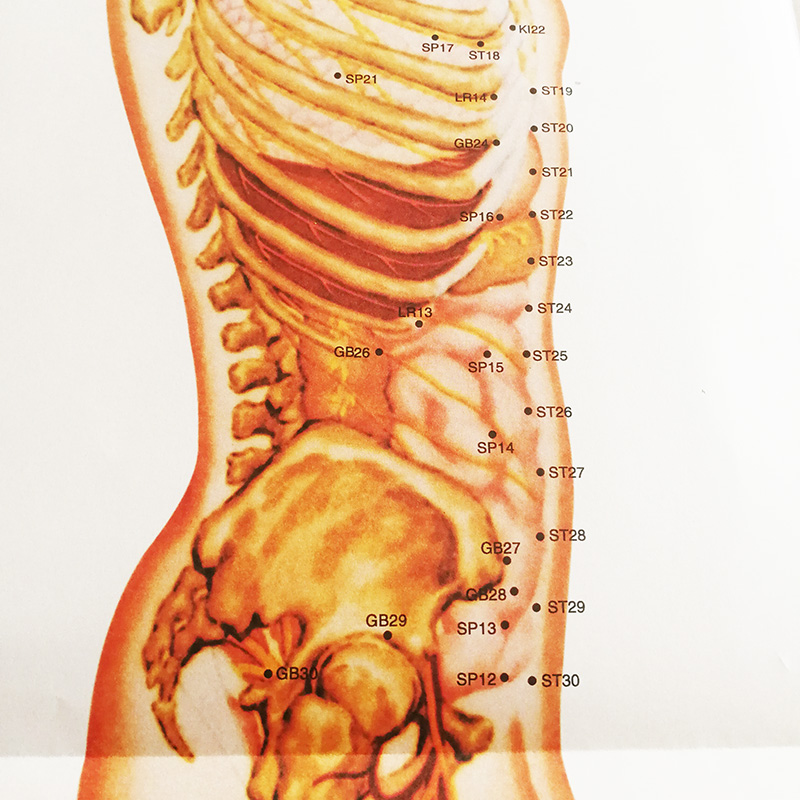 6Pcs/set Bilingual Acupoint Charts & Instructions of Anatomical Charts of Internationally Standardized Acupoints Book