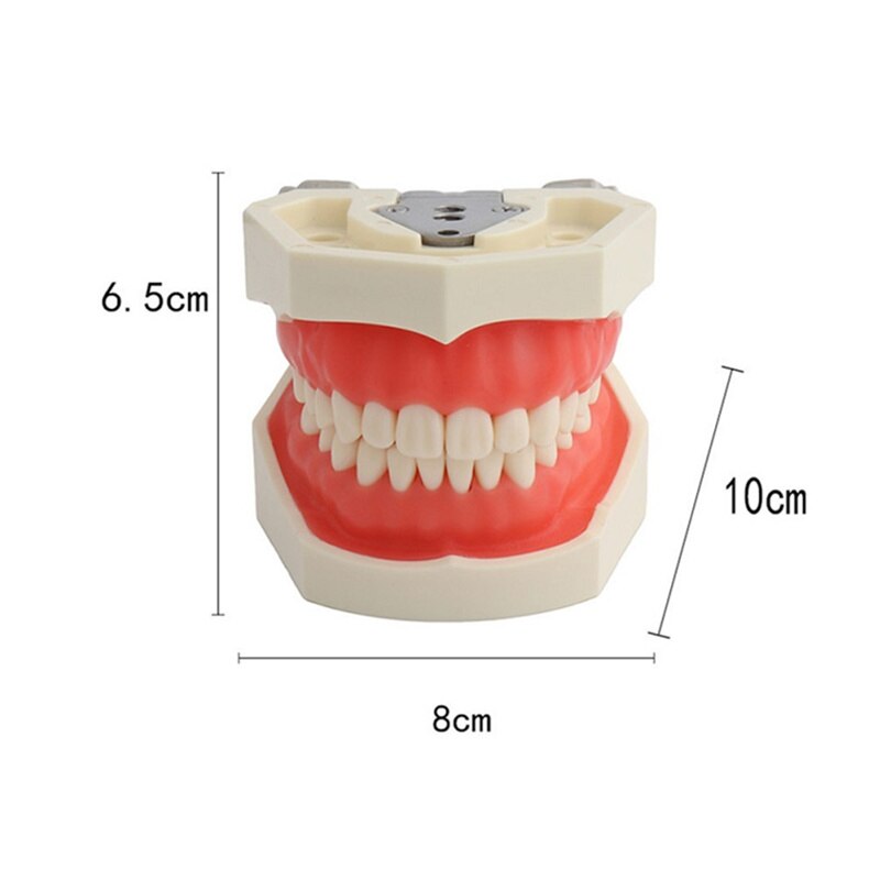 Dental Tanden Model Voor Tandheelkundige Technicus Praktijk Training Studyting Tandheelkunde Typodont Modellen Met Verwisselbare Tooth Voor Nissin