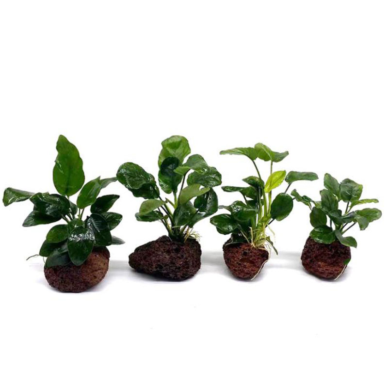 Decoración de acuario volcánico, maceta de fijación de plantas para pecera, plantas de agua de lunares, taza de plantación en maceta, accesorios para acuario, filtro negro
