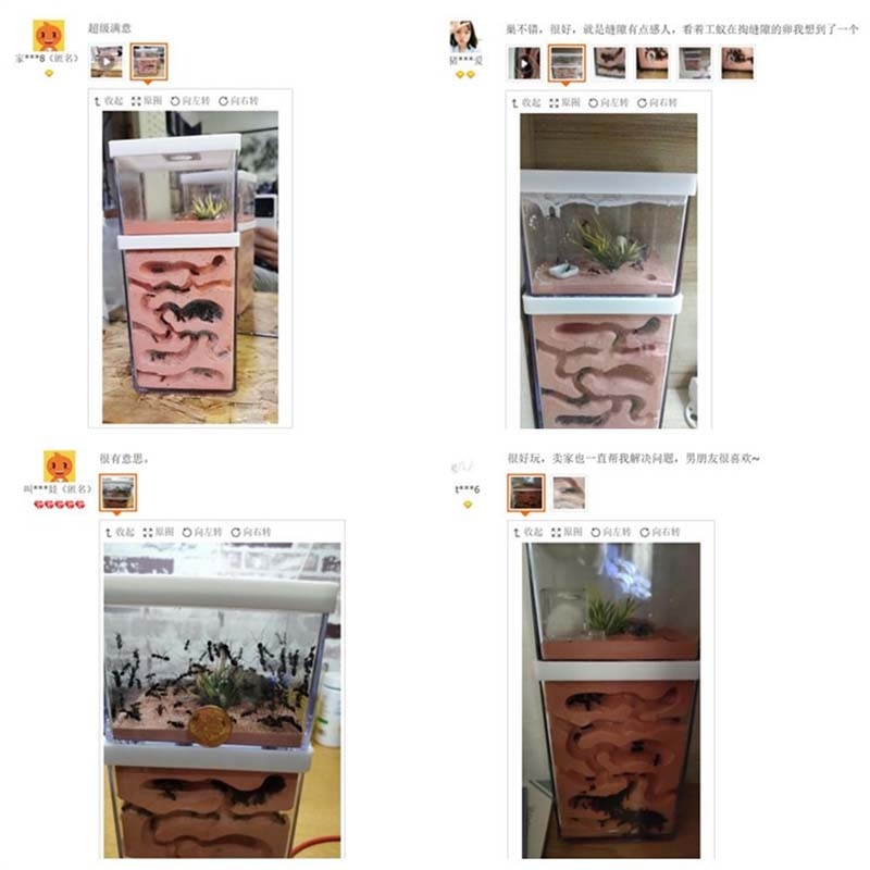 Easy Diy Ant Farm with feeding area Ants Castle Pet Cages insect house Workshop Insect Landscaping Housing workshop