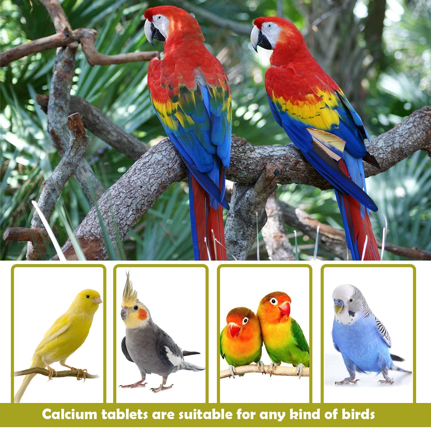 Mascotaland calcium block for large natural turtles calcium block for fish calcium for birds parrots and calcium Cotorras for rodents basic glazing supplement health conditioner Mineral block