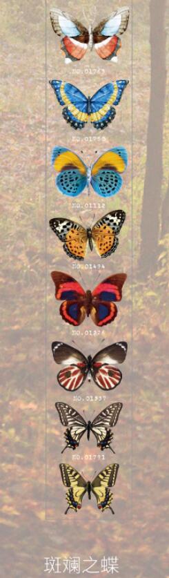 Vlinder Collector Series Leuke Dromerige Washi Masking Tape Stickers Bloem Scrapbooking Briefpapier Decoratieve Lange Strip Tape: 6