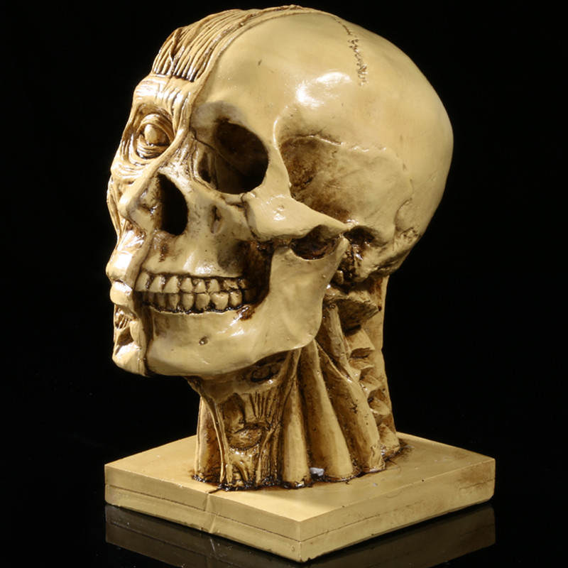 Realistic Human Skull Muscle Head Resin Model Home Bar Decor Yellow