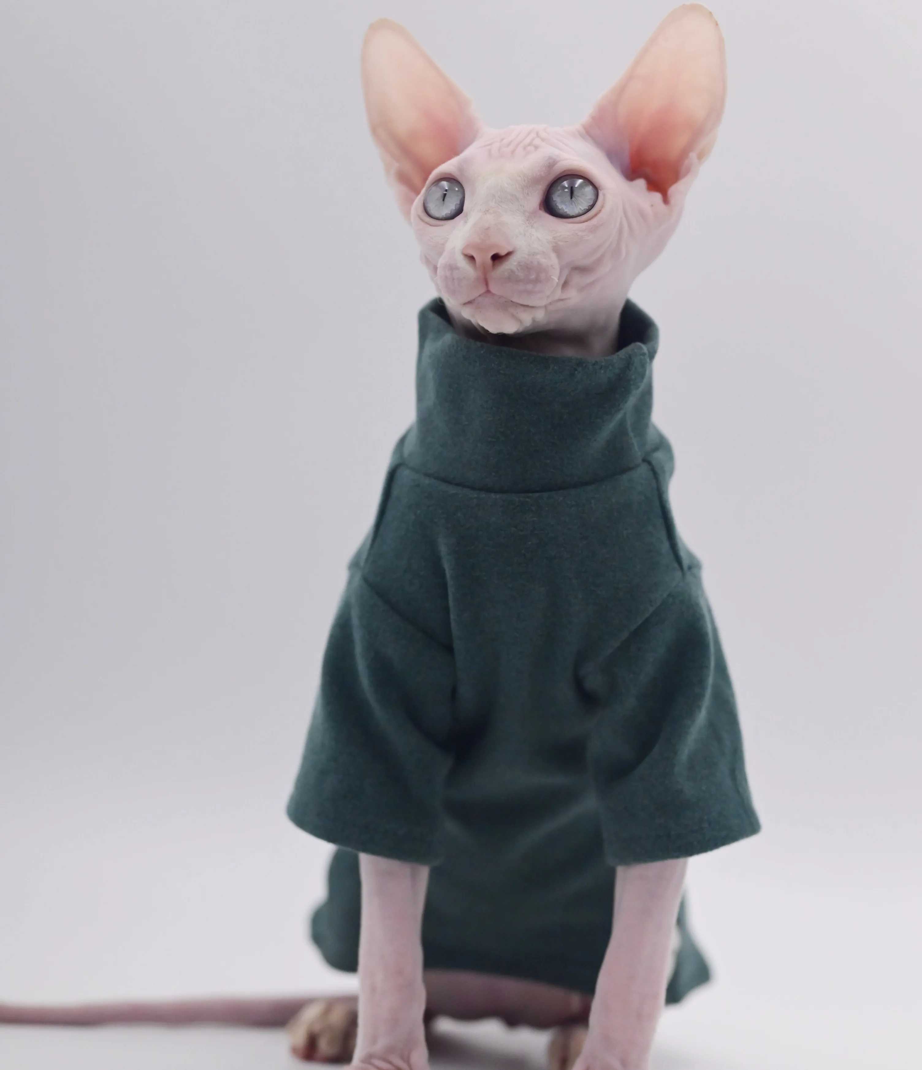 Ropa para gatos sin pelo de algodón suave, ropa para gatos Sphynx, ropa para gatitos para Cornish, Devon, Yorkshire, KnnisCat, bebé: XS / Gris claro