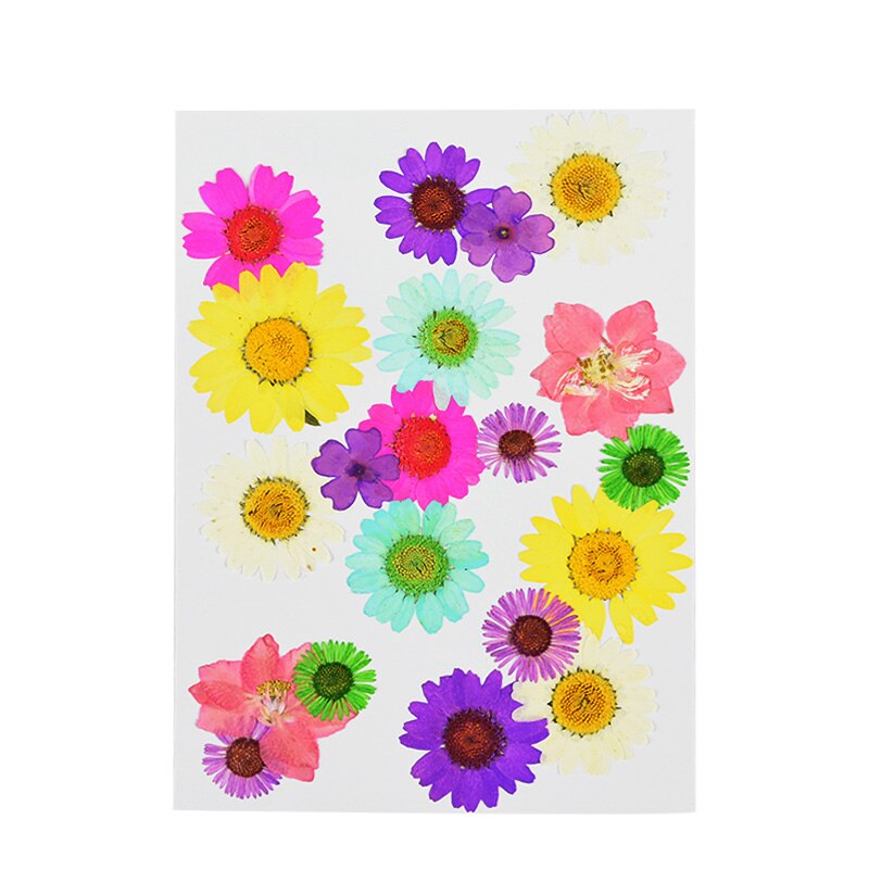 1Pc Kleine Gedroogde Bloemen Pressed Daisy Bloem Festival Party Home Diy Scrapbooking Decoratie Droog Daisy Bloemen Decor Levert 8z: B10