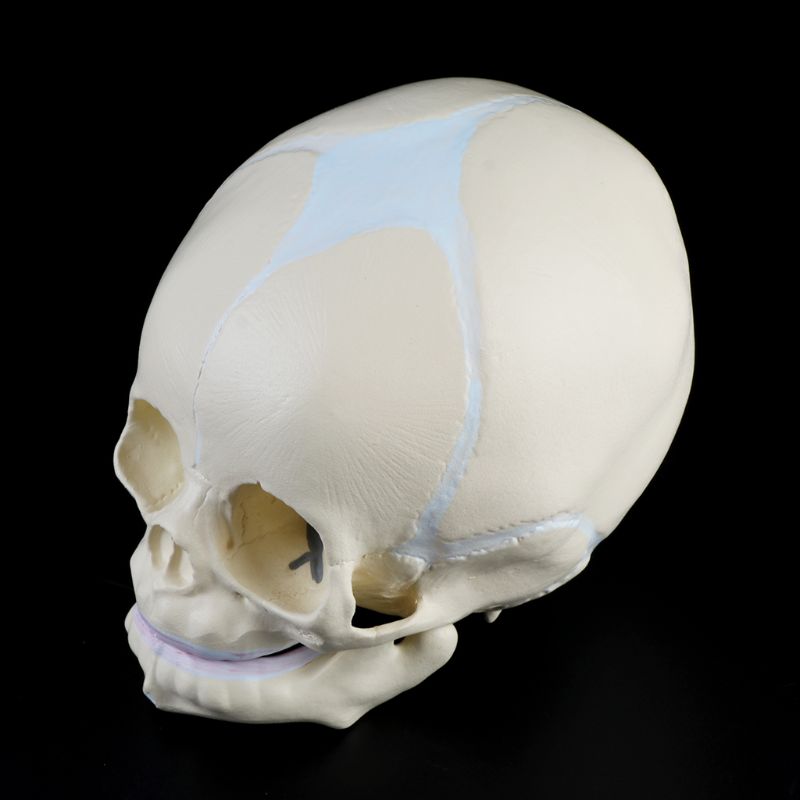 1: 1 Menselijk Foetale Baby Baby Schedel Anatomisch Skelet Model Onderwijs Levert Voor Medische Wetenschap 20CB