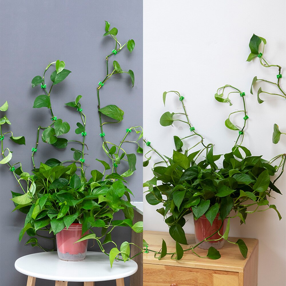 Fixation-planta verde de eneldo verde para escalada en pared, Cesta Verde para escalada de vid, colgante de pared, estereotipado para el hogar, 50 Uds.