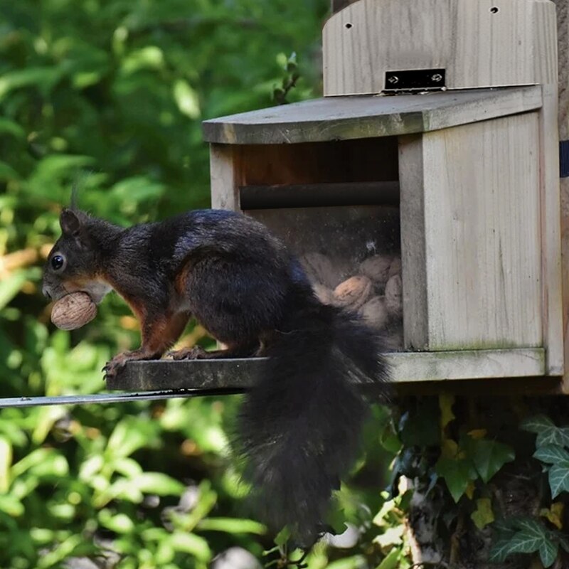 Station d&#39;alimentation en bois pour écureuil, boîte d&#39;alimentation pour écureuil, maison d&#39;alimentation Durable et résistante aux intempéries avec couvercle ouvrable