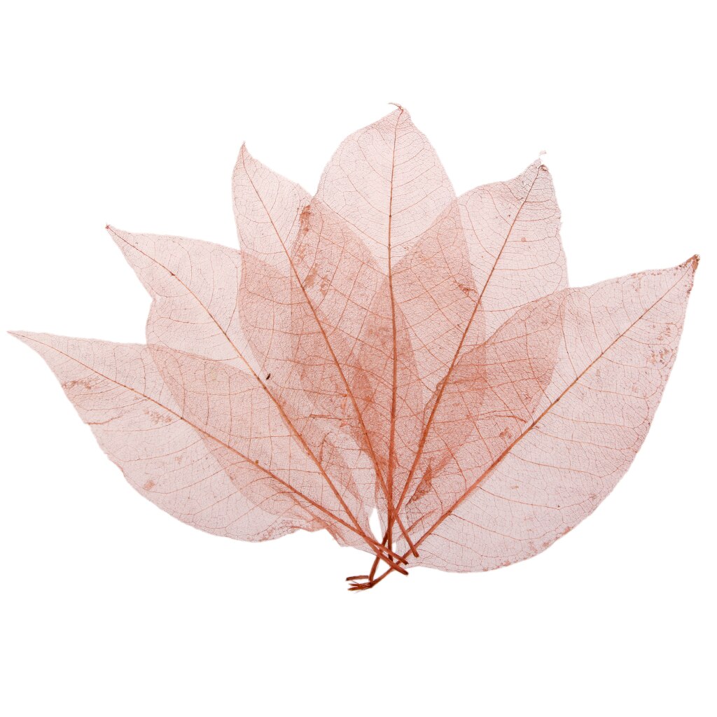 50 stk farverige naturlige magnolia skelet blade blade invitationer kort scrapbog tags diy bryllupsfest favor leverer boligindretning: Brun