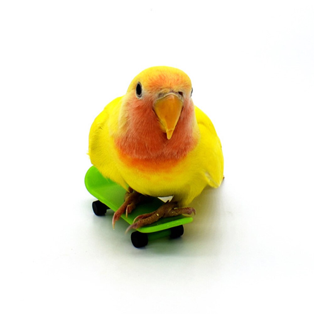 Parrot Training Small Skateboard Parrot Toy Pulley Small Sun Cockatiel Bird Supplies Roller Skates Skateboard