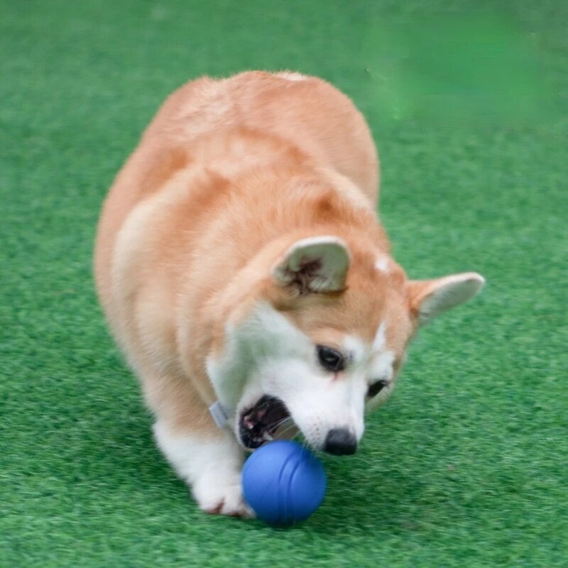 Dog Toys Ball Pet Dog Bouncy Rubber Solid Ball Resistance To Chew Toys Outdoor Throwing Recovery Training for Dogs