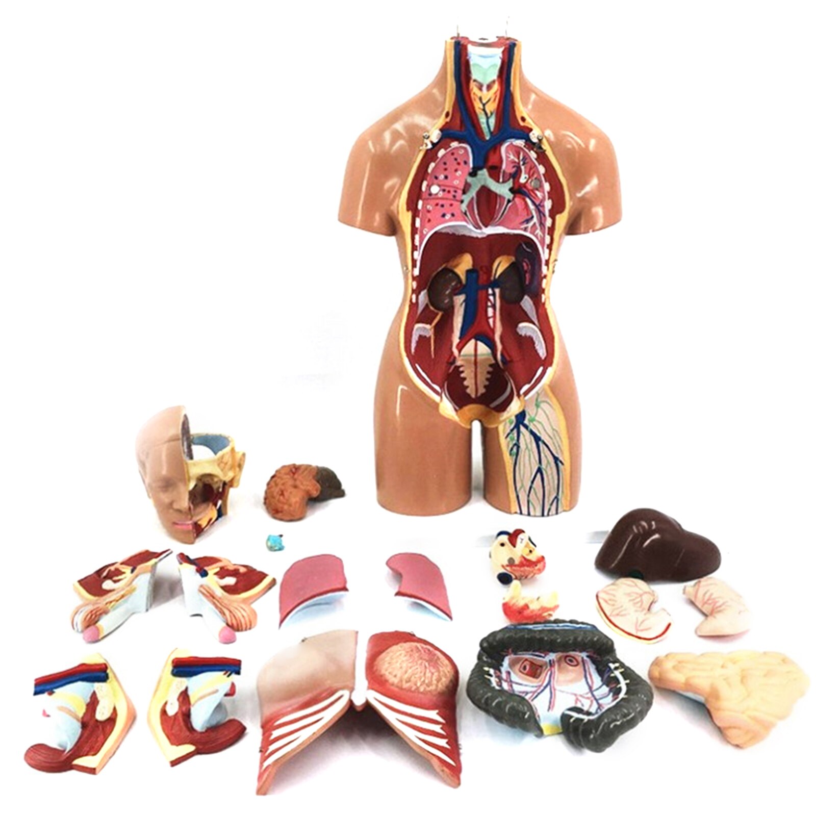 4D Anatomical Assembly Model of Human Organs for T... – Grandado