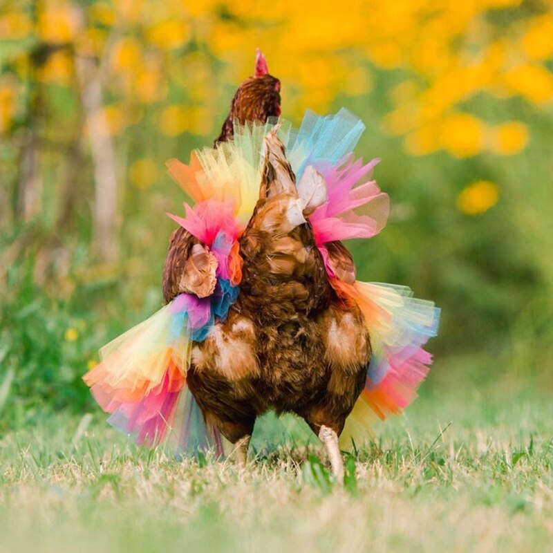Disfraz de pollo, falda, tutú, decoración de gallina, Protector de plumas de aves de corral, vestido de Cosplay para Halloween, accesorios para